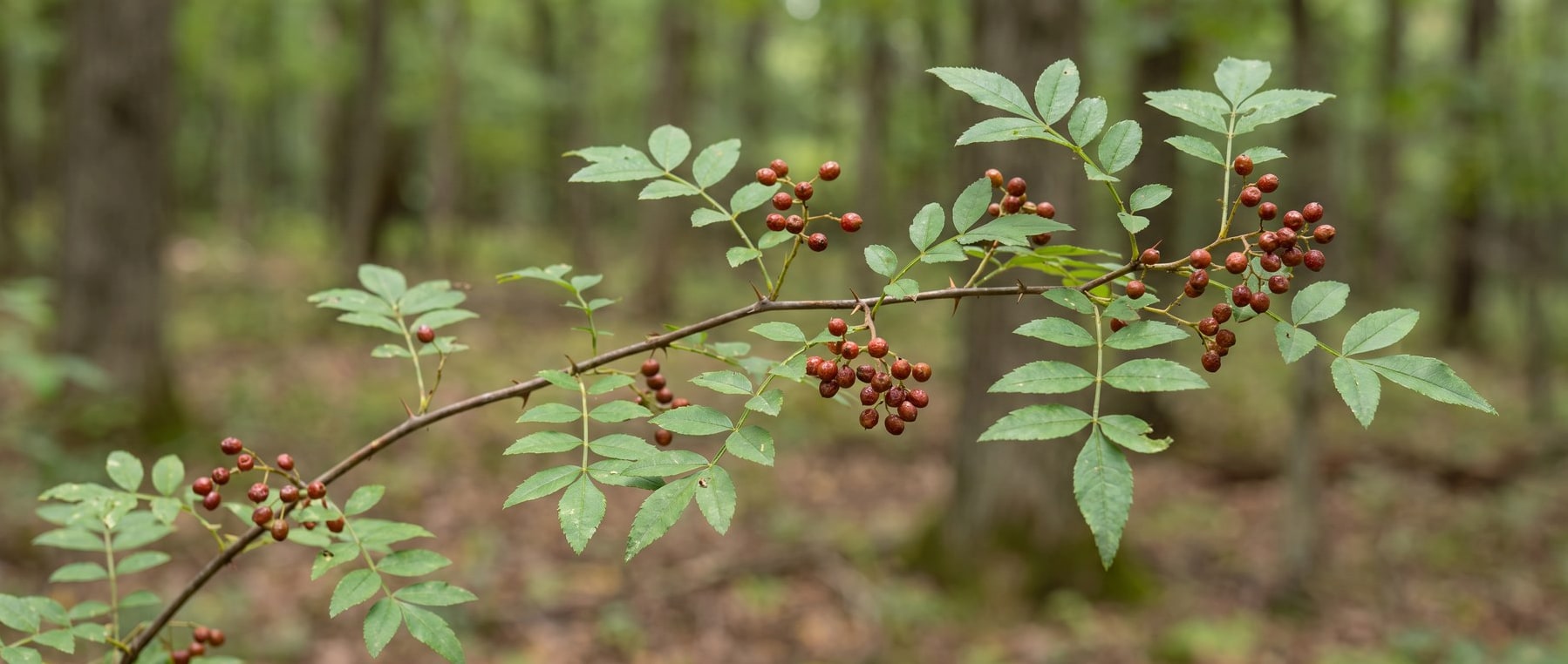Prickly Ash
